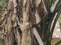 Membahayakan!! Kabel Listrik Berseliuran Di Kebun Dan Sepanjang Jalan Didusun Sungai Deras