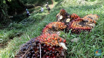 Jelang Akhir Tahun, Harga Sawit di Jambi Merosot