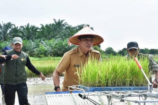 Bupati Batang Hari Ikut Tanam Padi Serentak di Talang Inuman
