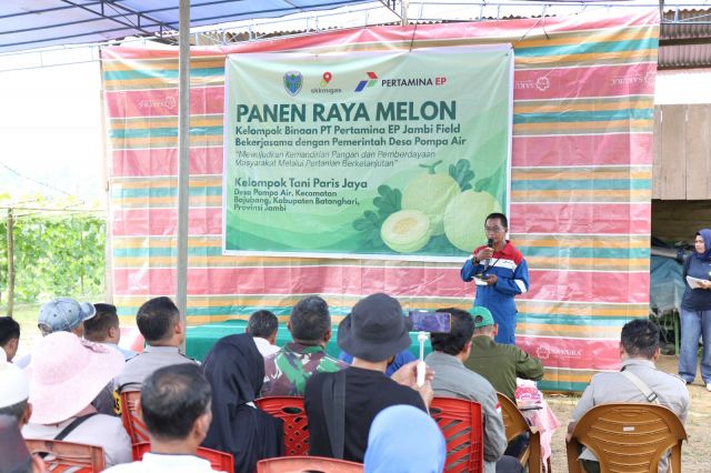 Pembinaan Pertanian Pertamina EP Jambi di Batanghari Berbuah Manis, Panen Melon 4,5 Ton