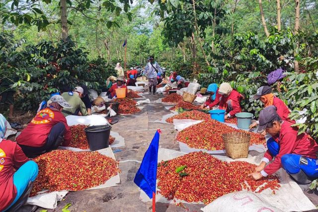Kopi Arabika PTPN Kian Digemari Masyarakat Dunia