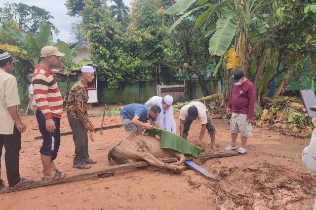PWI Provinsi Jambi Potong 2 Sapi di hari raya idul Adha 