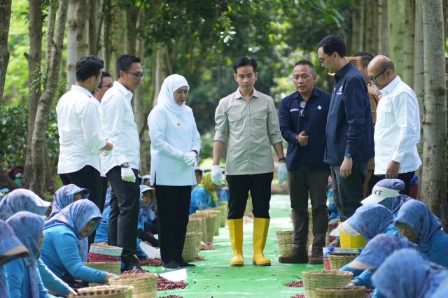Panen Raya Kopi Ijen, Wapres Dukung Peningkatan Produktivitas, Hilirisasi dan Branding Kopi Indonesia