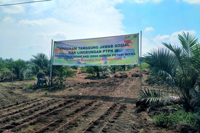 Ribuan Hektare Lahan Petani di Sumatera Utara Dapat Bantuan 22 Ton Lebih Benih Padi Gogo dari PTPN IV Palmco