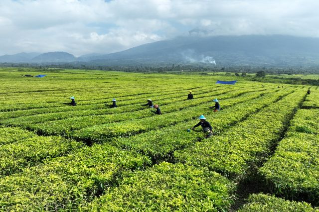 Produksi Teh Tembus 10.325 Ton, PalmCo Perkuat Daya Saing Indonesia di Pasar Global