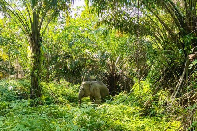 PalmCo Buktikan Industri Sawit Bisa Selaras dengan Areal Konservasi Tinggi Hingga Satwa Langka