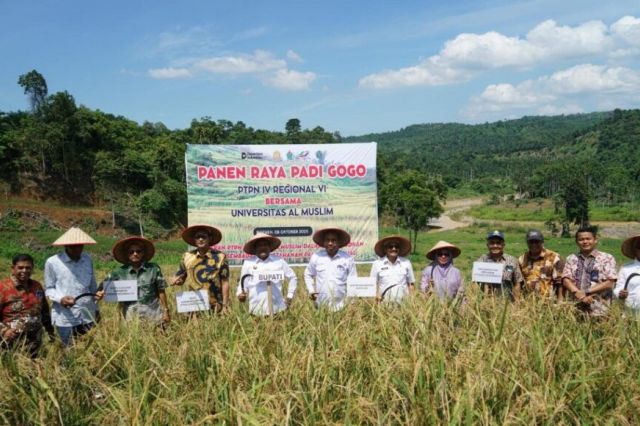 Dari Sawit Tumbuh Padi: PTPN IV PalmCo Dorong Ketahanan Pangan Lewat Pola Tumpangsari