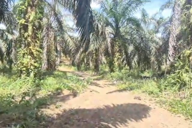 Tanah Sendiri, Hasil Sendiri, Tapi Dilarang: Petani di Merangin Dipaksa Berhenti Panen oleh PJ Kades Limbur