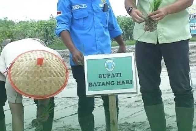 Bupati Batang Hari Fadhil Arief Tanam Padi Perdana di Jelutih, Awali Musim Tanam 2025