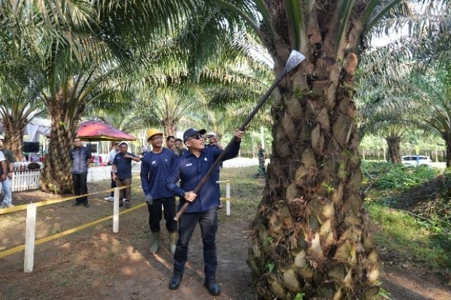 Hari Pangan Nasional 2025: PTPN IV Perkuat Ketahanan Pangan Lewat Sinergi dengan Sawit Rakyat