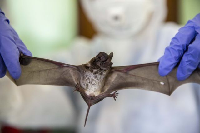 Berasal Dari Kelelawar, Virus Nipah Disebut Lebih Mematikan dari Covid-19